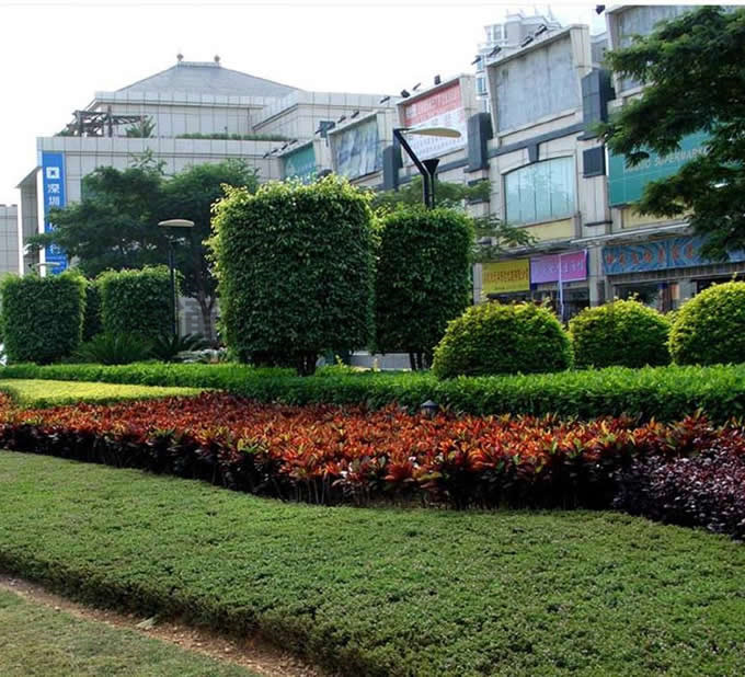 扬州商业广场绿化养护