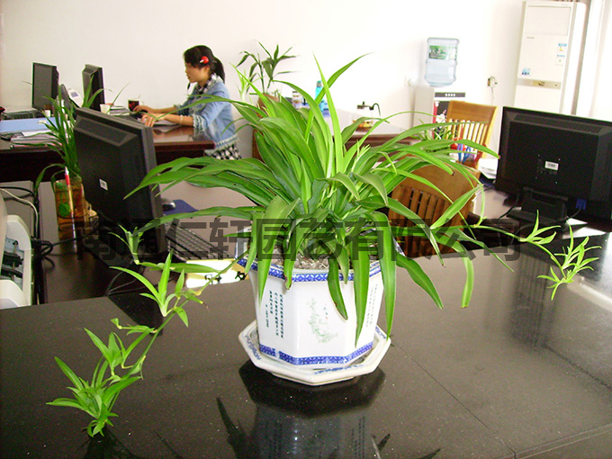 海安办公室植物租赁